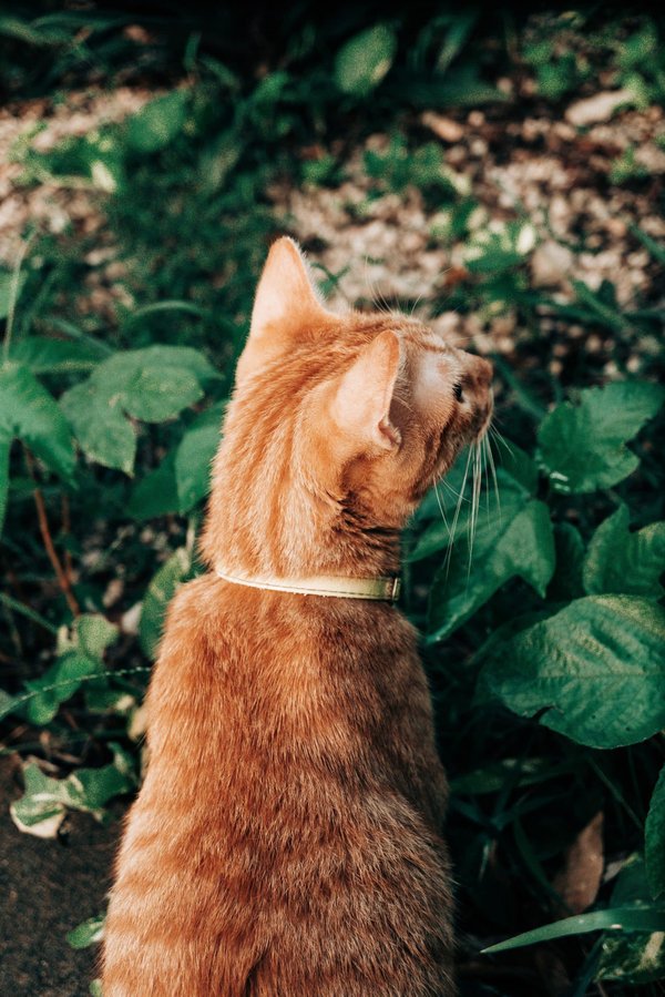 Quali sono i metodi per coltivare un orticello di erbe aromatiche su un piccolo balcone citadino?